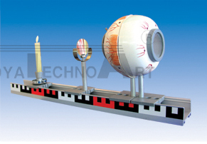 The model of eyeball imaging demonstrate